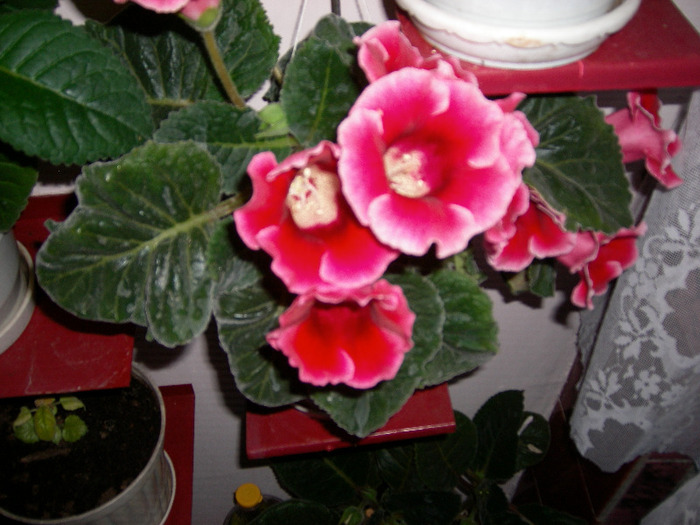 Flori  22 05-2011 004