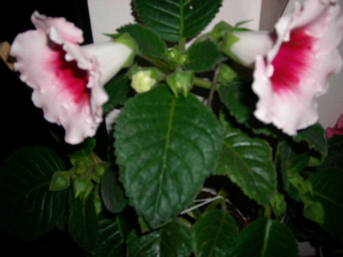 Flori  22 05-2011 005