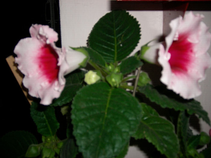 Flori  22 05-2011 006