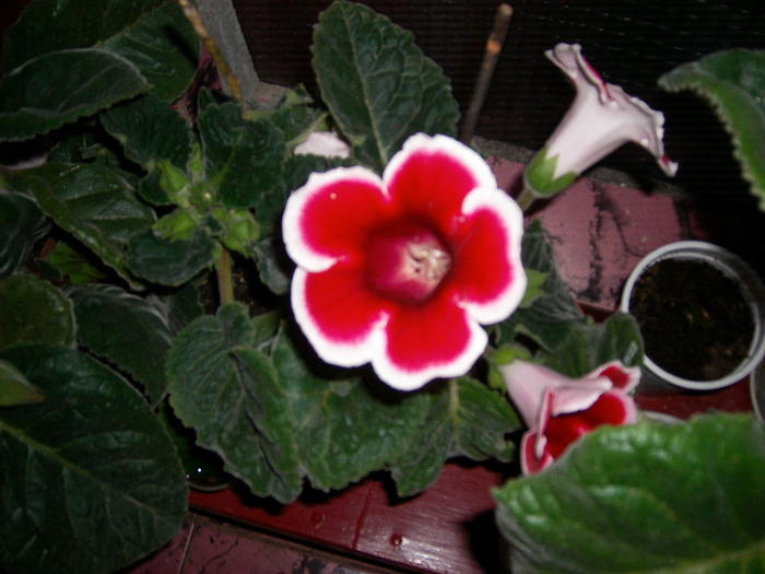 Flori  22 05-2011 007