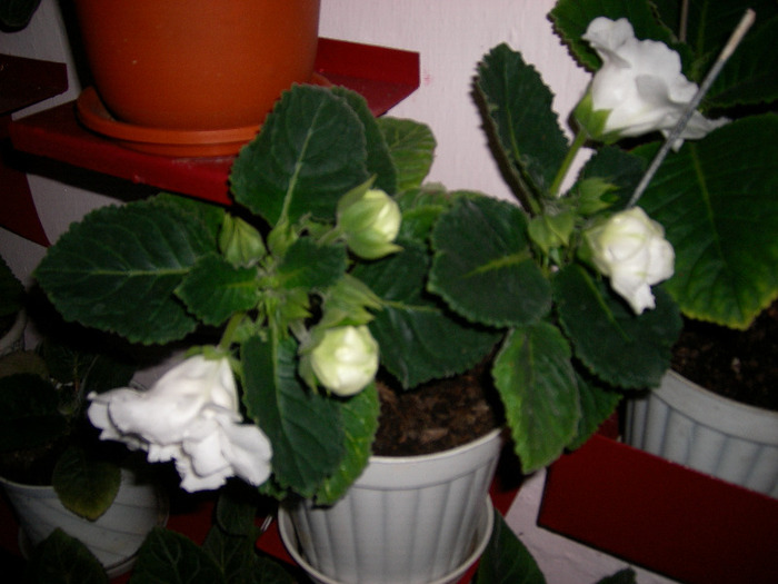 Flori  22 05-2011 008
