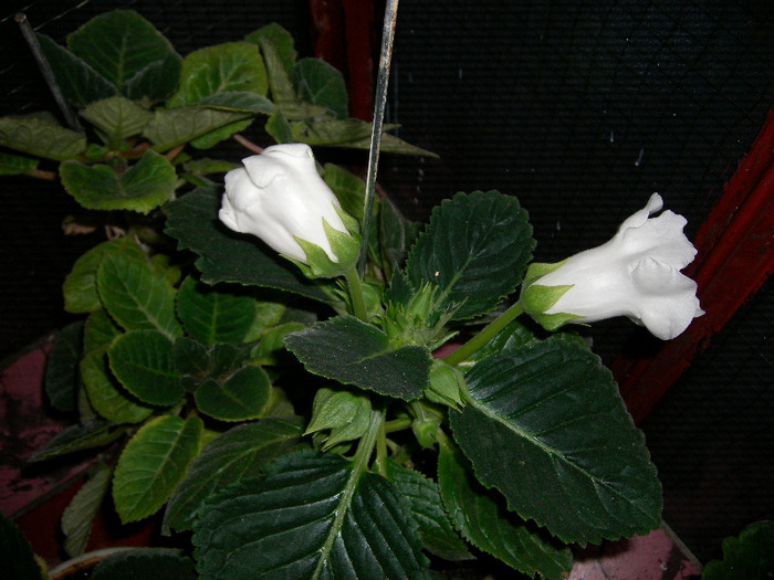 Flori  22 05-2011 009
