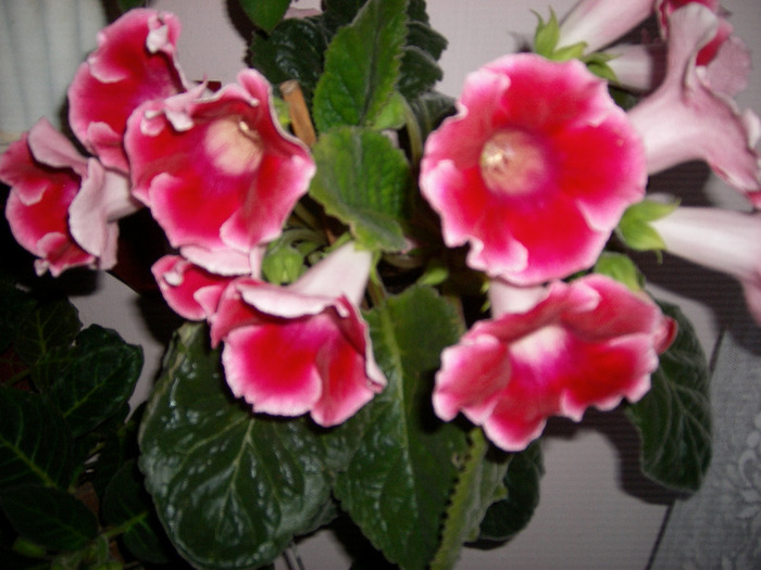 Flori  22 05-2011 011