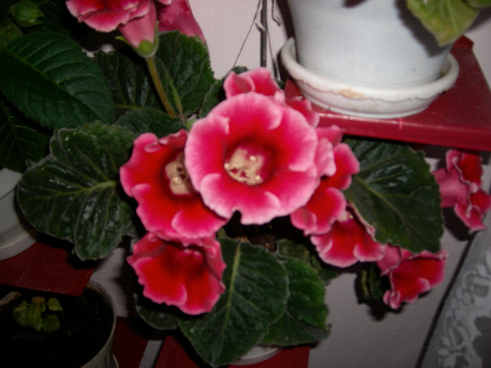 Flori  22 05-2011 012