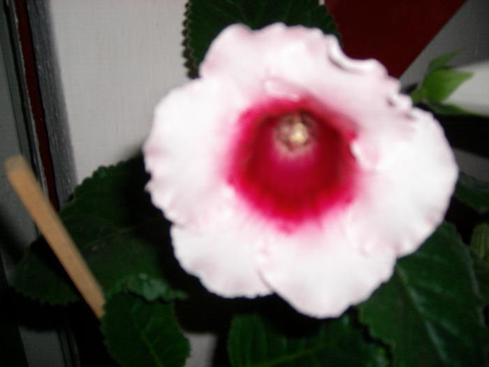 Flori  22 05-2011 013