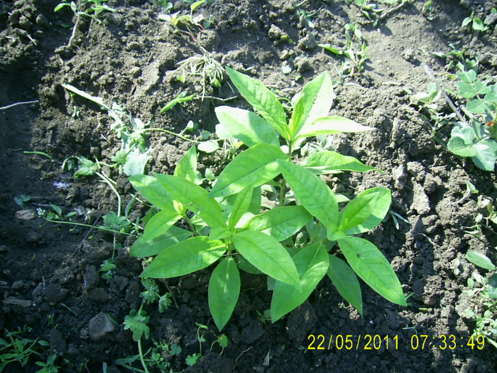 22-23.05.2011 (24) - Phlox