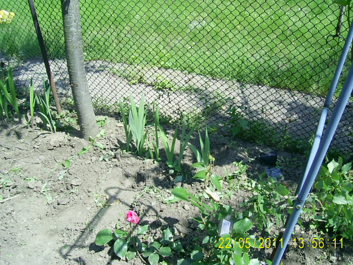 22-23.05.2011 (124) - gladiole