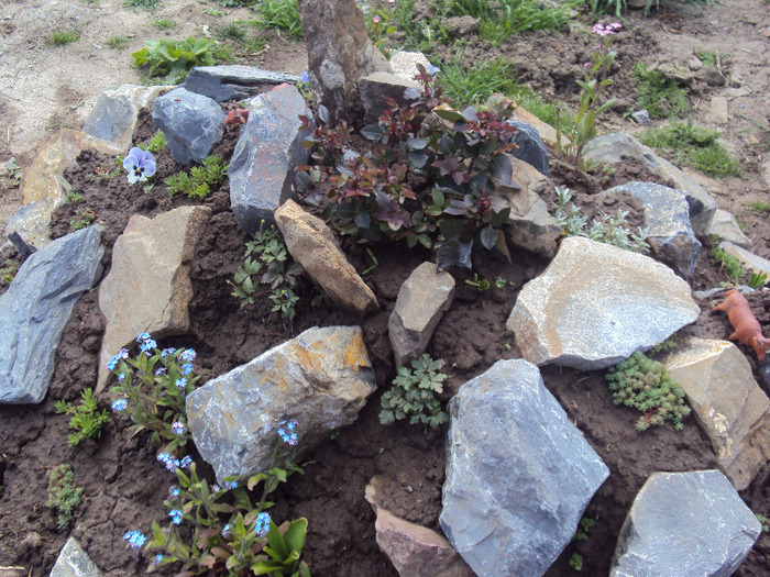 DSC07953 - GRADINA  2011