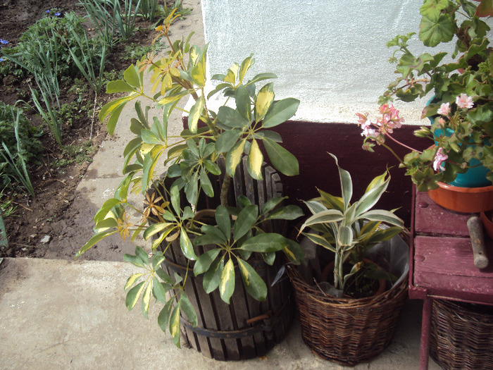 DSC07956 - GRADINA  2011
