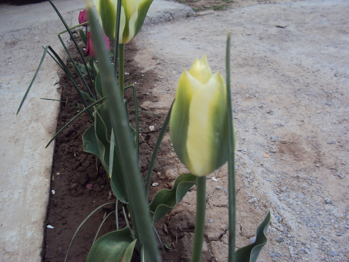 DSC08075 - GRADINA  2011