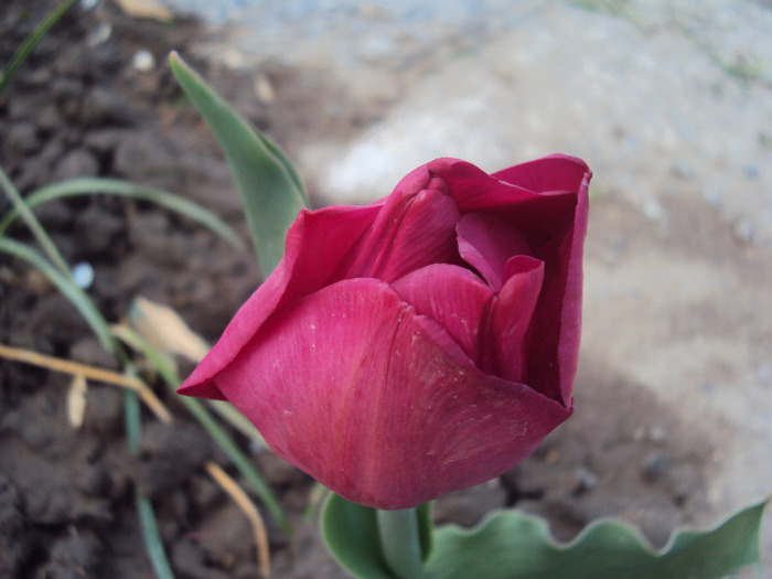 DSC08076 - GRADINA  2011
