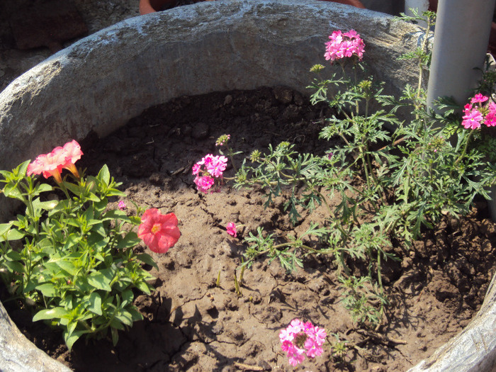 DSC08093 - GRADINA  2011
