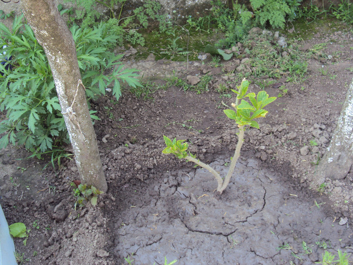 DSC08100 - GRADINA  2011