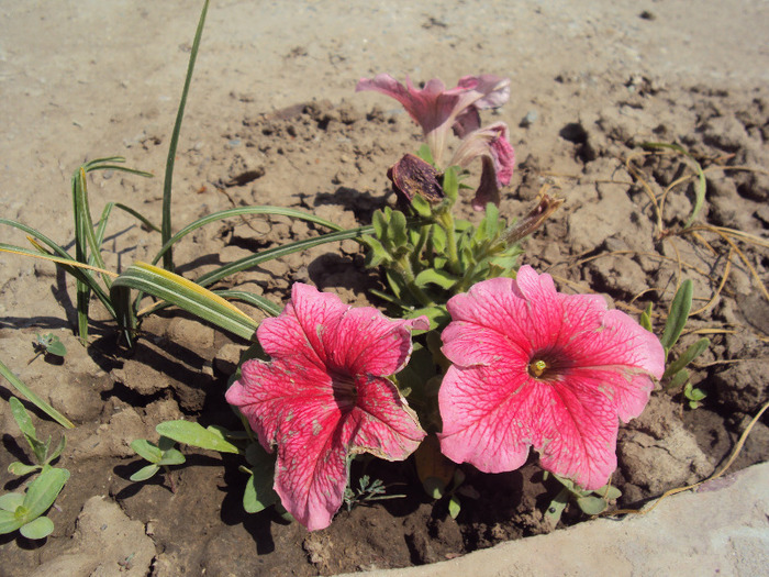 DSC08141 - GRADINA  2011