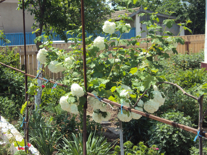 DSC08143 - GRADINA  2011
