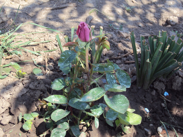 DSC08144 - GRADINA  2011