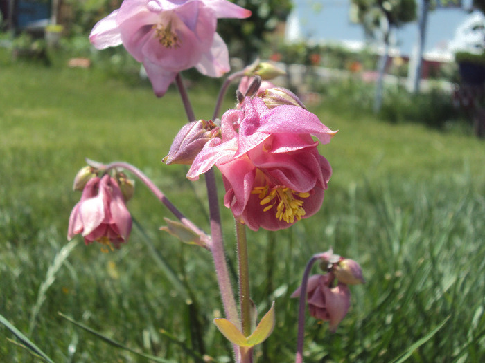 DSC08147 - GRADINA  2011