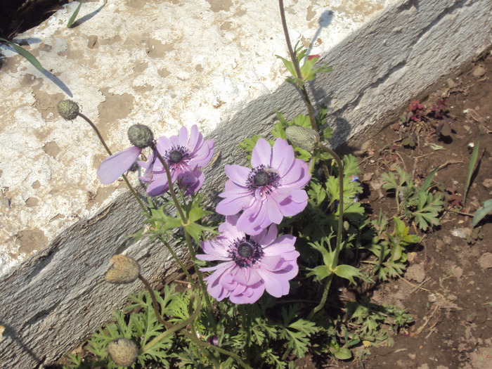DSC08157 - GRADINA  2011