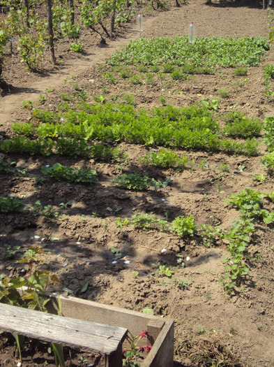 DSC08165 - GRADINA  2011