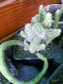 SP_A1452 - CACTUSI SI SUCULENTE