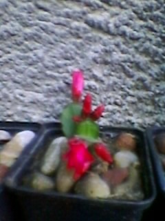 SP_A1619 - CACTUSI SI SUCULENTE