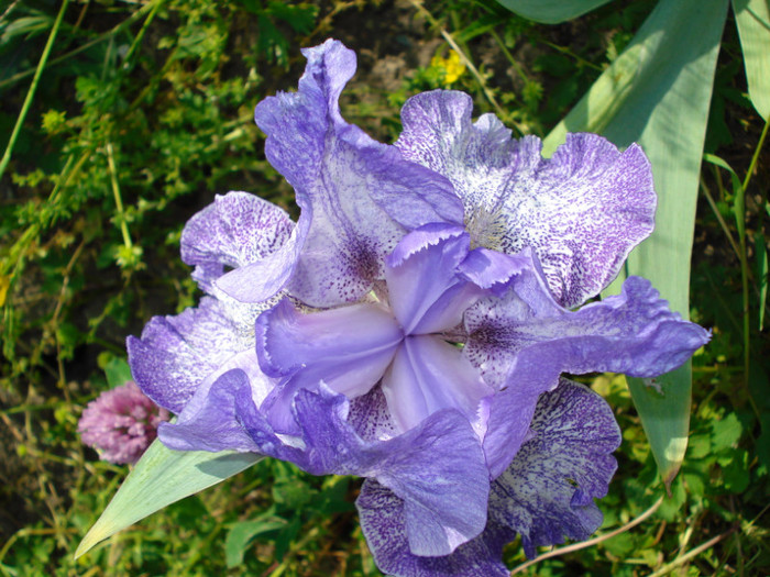 DSC05900 - Purple Pepper