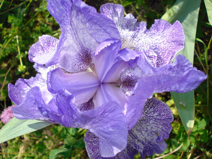 DSC05901 - Purple Pepper