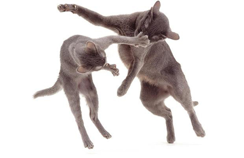 catfight-1250039i - pisici cu alte animale