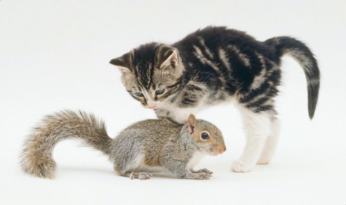 kitten-squirrel - pisici cu alte animale