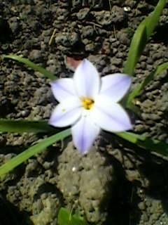 SP_A1529 - gradina cu flori