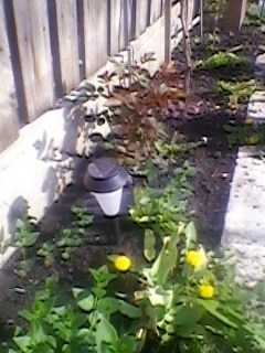 SP_A1564 - gradina cu flori