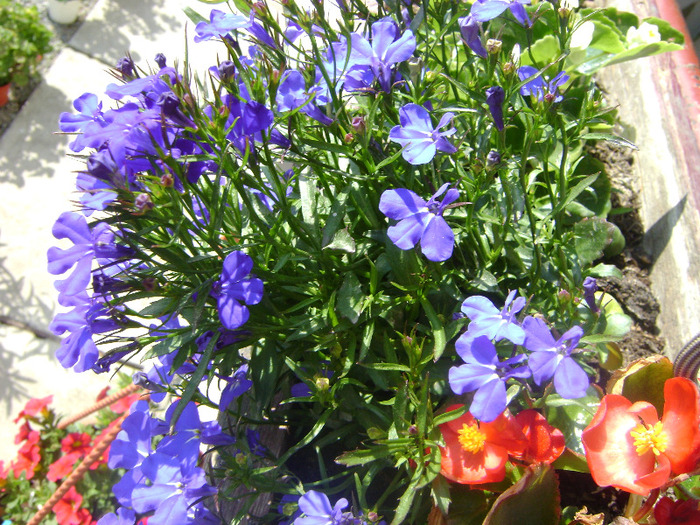 lobelia