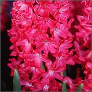 hyacinthus_main - 00zambila00