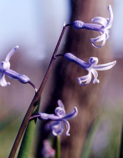hyacinthus_orientalis2 - 00zambila00