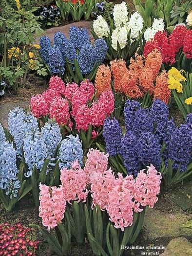 M_hyacinthus_orientalis