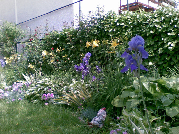 18052011(002) - florile din gradina mea 2011