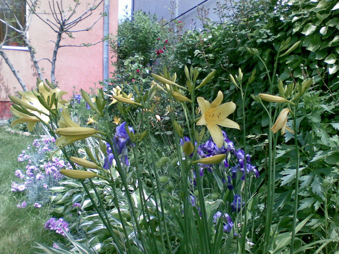 18052011(003) - florile din gradina mea 2011