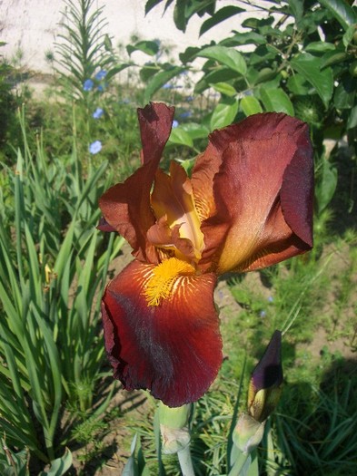 CIMG3605 - gradina 2011