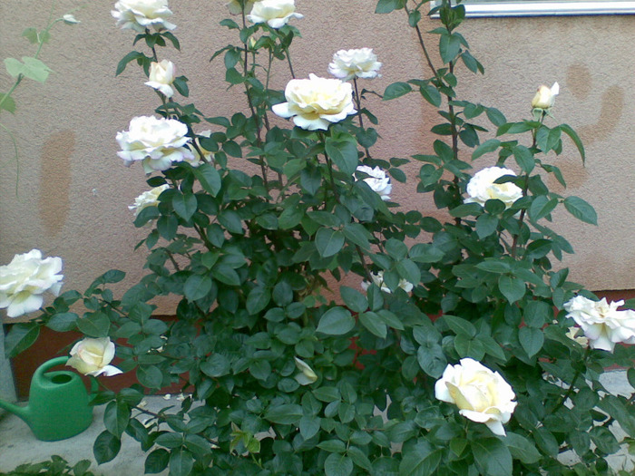 22052011(002) - florile din gradina mea 2011