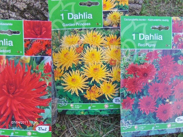 DALII , cea galbena inca nu a inflorit...