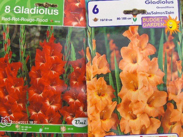 gladiolele rosii superbe ! , celelalte sa vedem... - ACHIZITII 2011