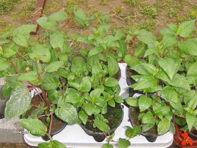 CERCELUSI , superbi, incarcati de flori