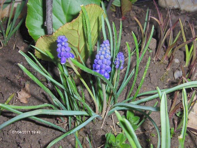 muscari