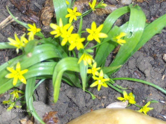 ????   adusa de la munte