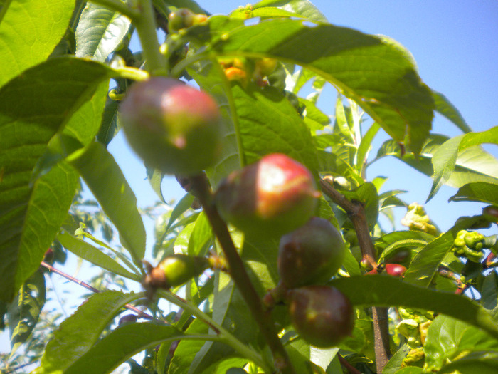 nectarine - pomicultura2011
