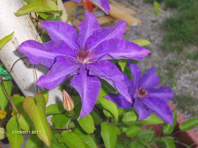 clematita - 05_MAI