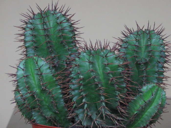 Euphorbia horrida - ianuarie 2009 - Suculente