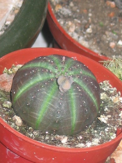 Euphorbia obesa