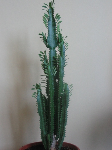 Euphorbia trigona - iunie 2009