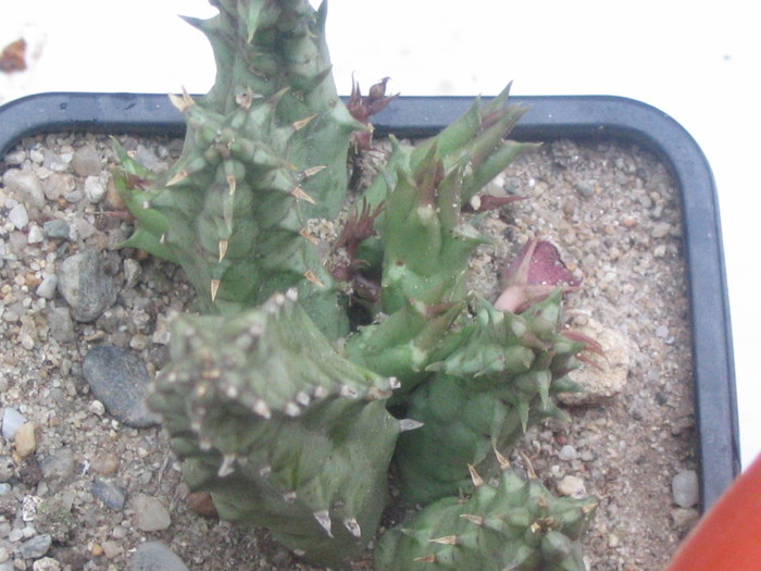 Huernia keniensis v. keniensis - Suculente